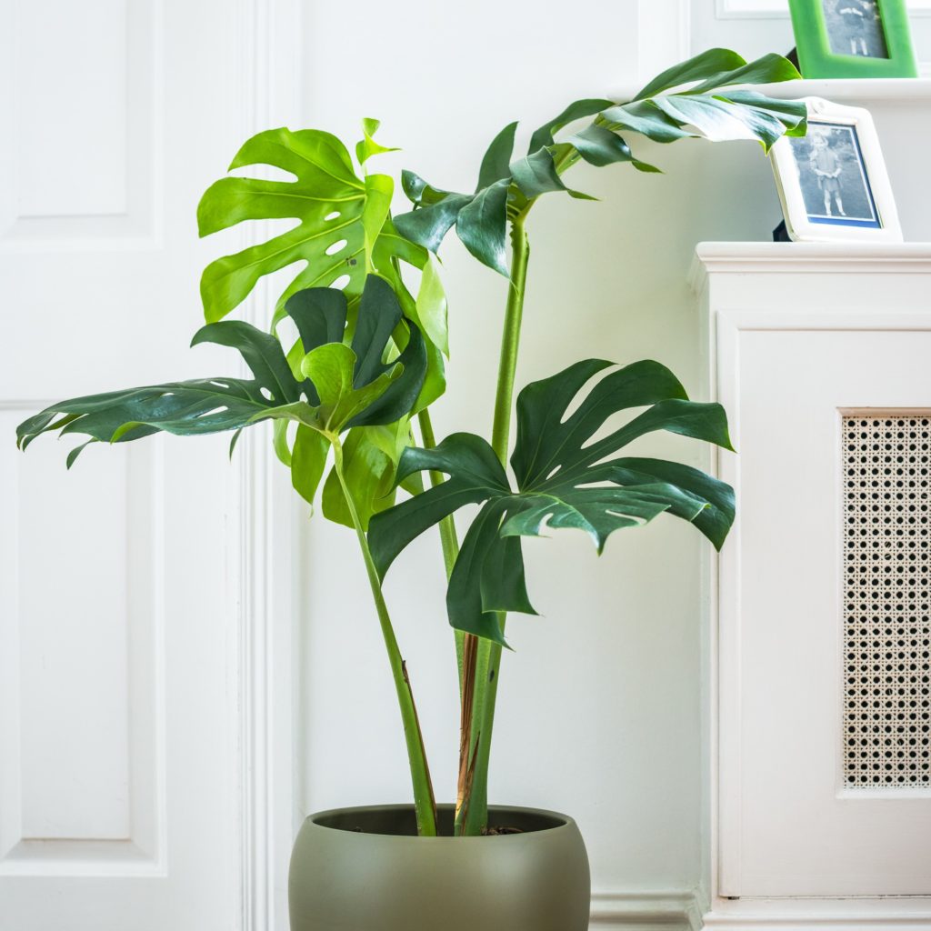 Monstera Deliciosa - Swiss Cheese Plant