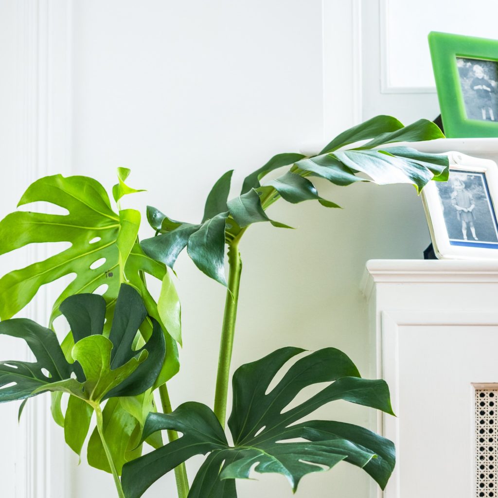 Monstera Deliciosa - Swiss Cheese Plant