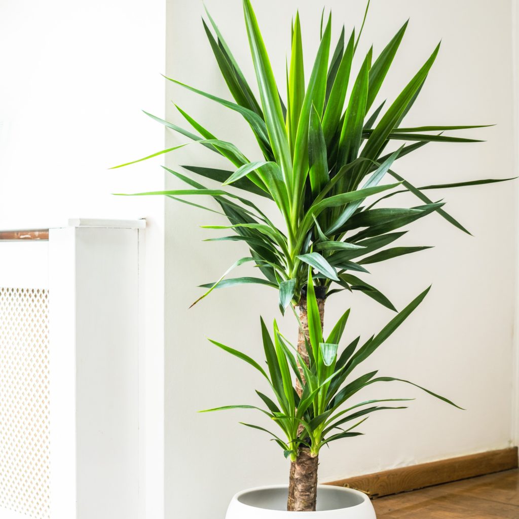 Yucca - Two Plants Per Pot