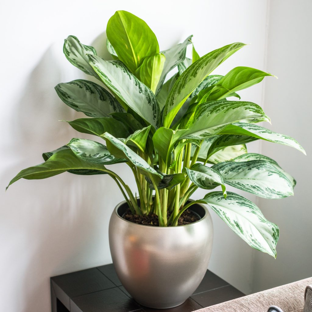 Aglaonema - Silver Bay