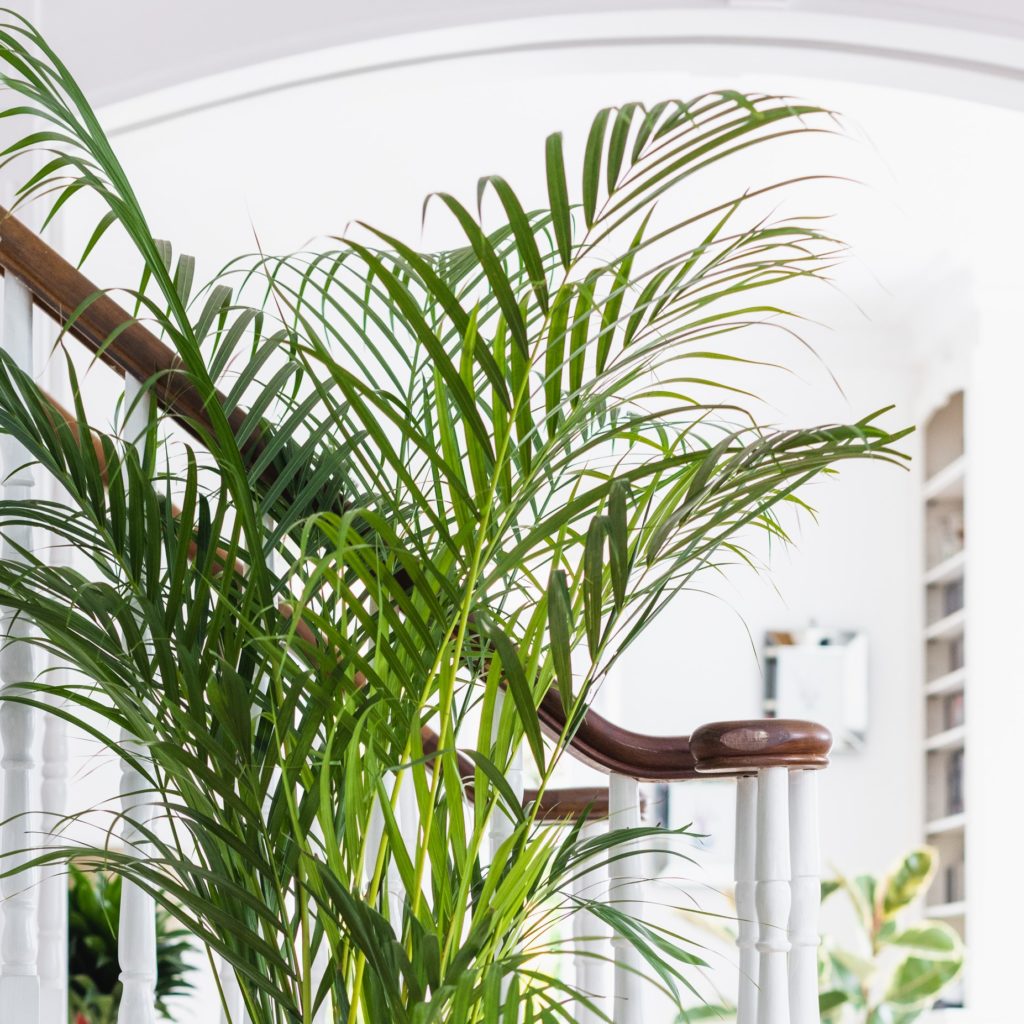 Dypsis Lutscens - Areca Palm