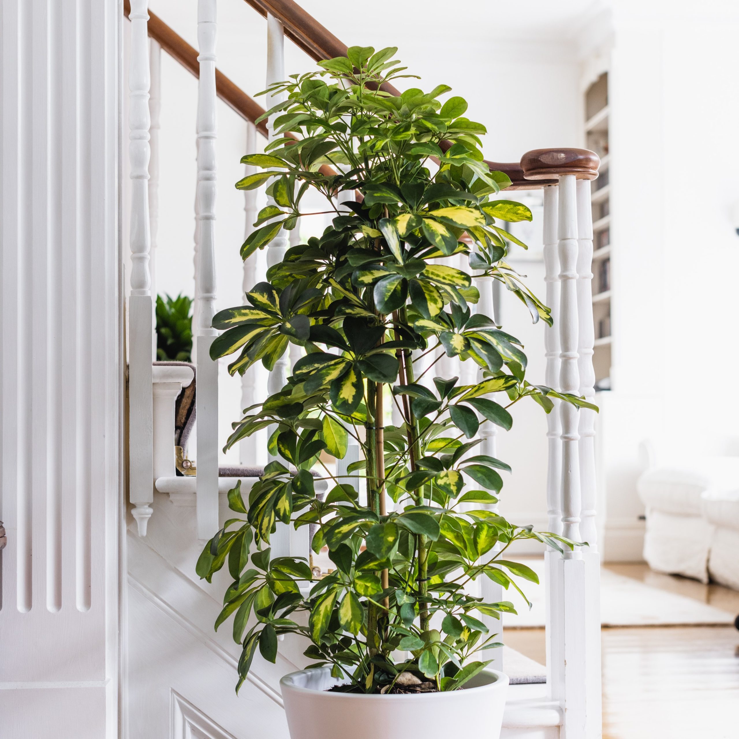 Schefflera Arboricola Gold Capella Flowers By Flourish Schefflera Arboricola Gold Capella Flowers By Flourish