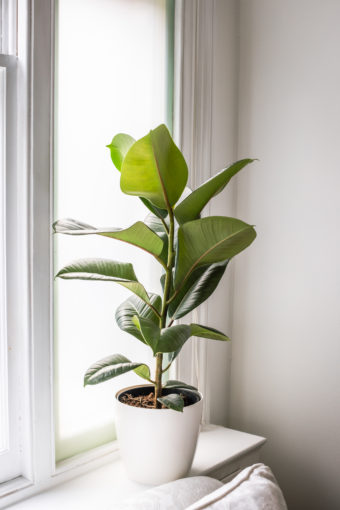 Ficus Elastica - Robusta