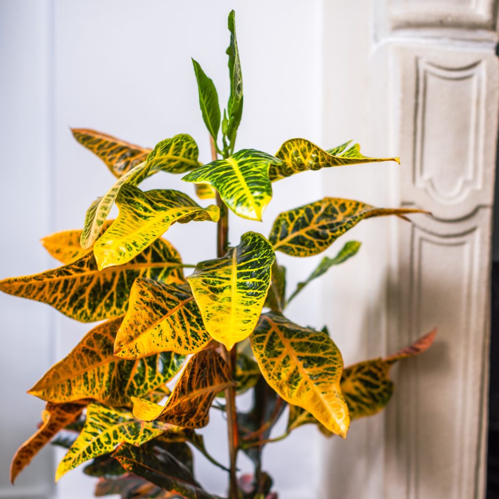 Codiaeum - Variegatum