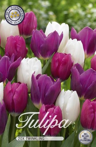 Mixed Tulip Bulbs - Twinkling