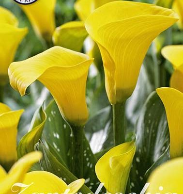 Yellow Zantedeschia - Black Eyed Beauty