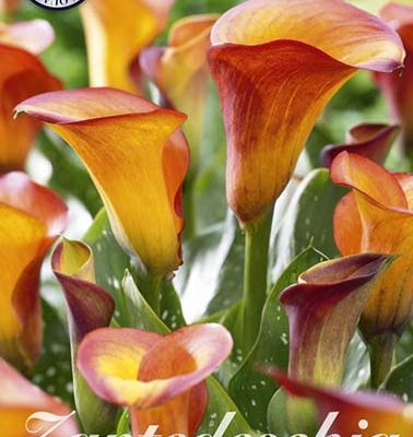 Orange Zantedeschia - Esmeralda