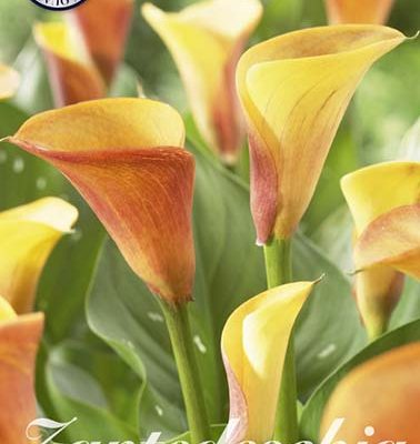 Orange Zantedeschia - Mango