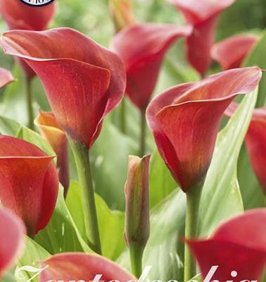 Red Zantedeschia - Red Sox
