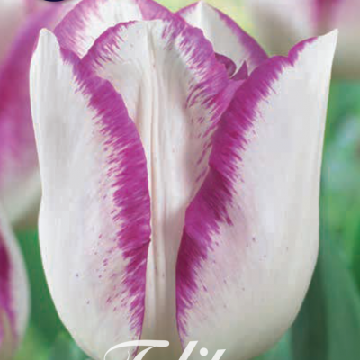 Purple Tulip Bulbs - Mata Hari