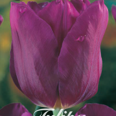 Purple Tulip Bulbs - Passionale
