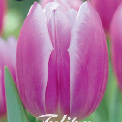 Purple Tulip Bulbs - Synaeda Blue
