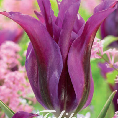 Purple Tulip Bulbs - Purple Doll
