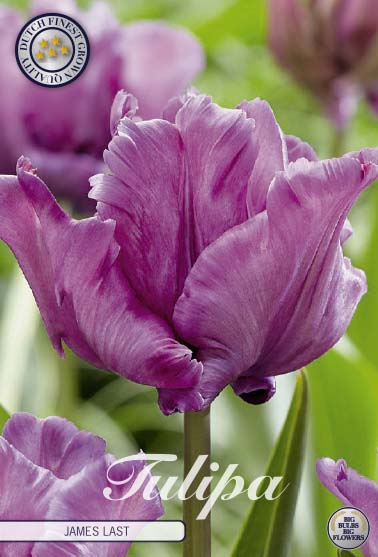 Purple Tulip Bulbs - James Last