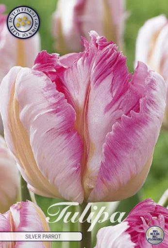 Pink Tulip Bulbs - Silver Parrot