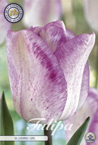 Purple Tulip Bulbs - Blushing Girl