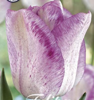 Purple Tulip Bulbs - Blushing Girl