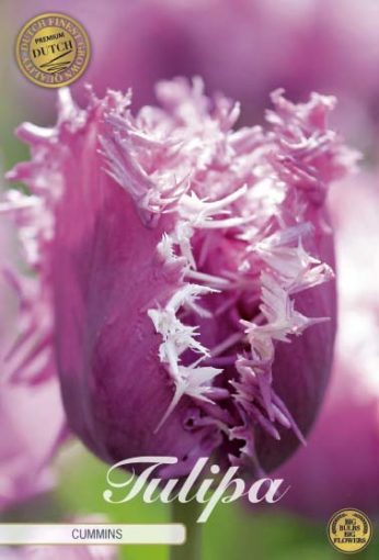 Purple Tulip Bulbs - Cummins