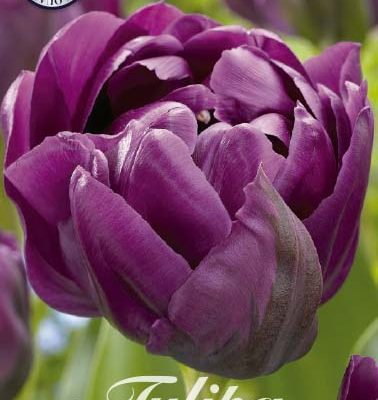 Purple Tulip Bulbs - Negrita Double
