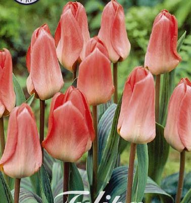 Pink Tulip Bulbs - Sweet Lady