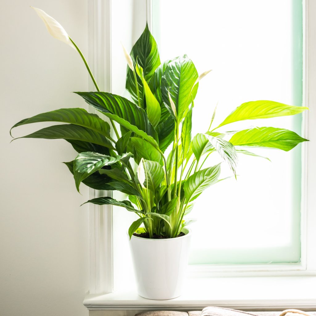 Spathyphillum - Peace Lily Plant