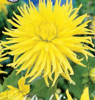 Dahlia - Kennermerland