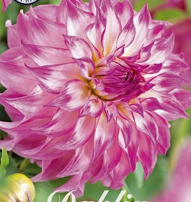 Dahlia - Colorado Classic