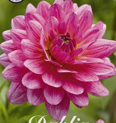 Dahlia - Dutch Silence