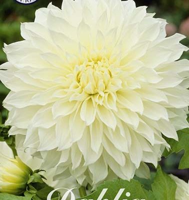 Dahlia - Fleurel