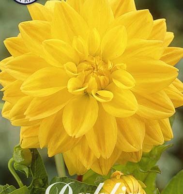 Dahlia - Golden Emblem