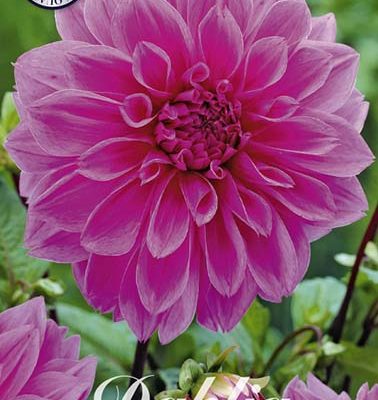 Dahlia - Lilac Time