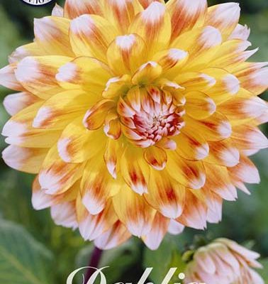 Dahlia - Peaches and cream