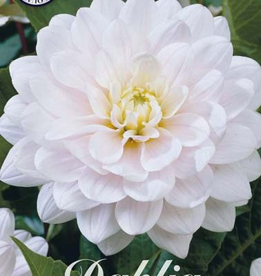 Dahlia - Silver Years