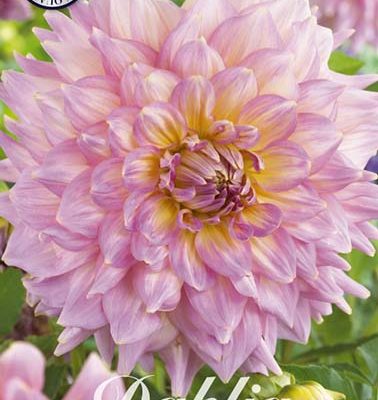 Dahlia - Strawberry Ice