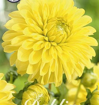 Dahlia - Golden Torch