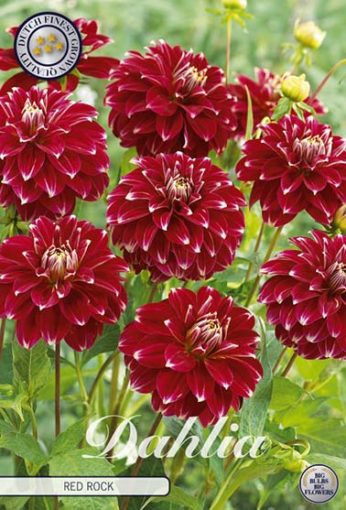 Dahlia - Red Rock | Flowers by Flourish