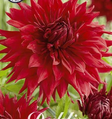 Dahlia - Creve Coeur