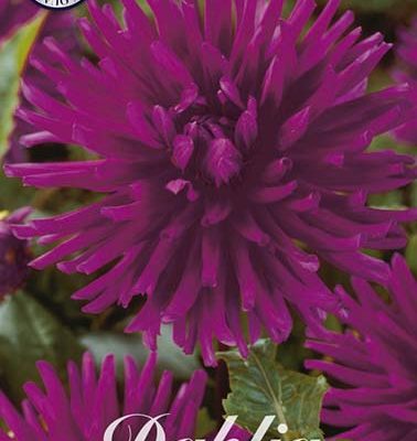 Dahlia - Purple Gem