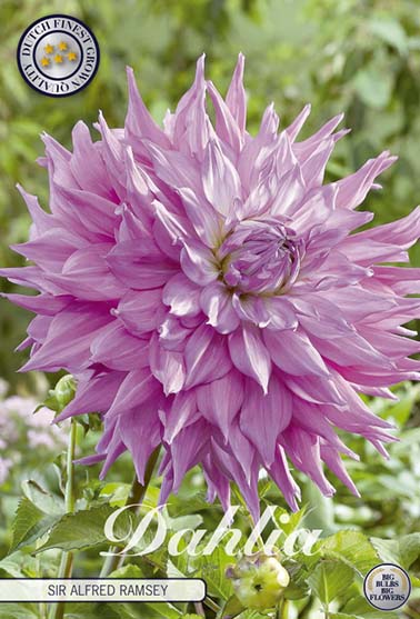 Dahlia - Sir Alfred Ramsey | Flowers by Flourish