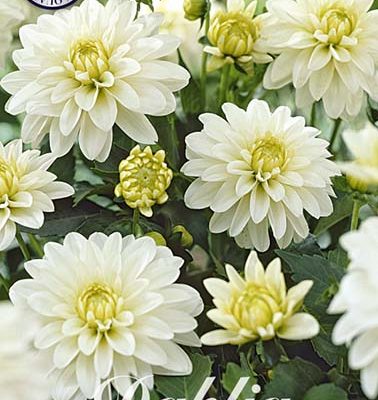 Dahlia - Gallery Art Fair