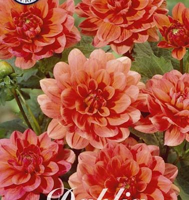 Dahlia - Berliner Kleene