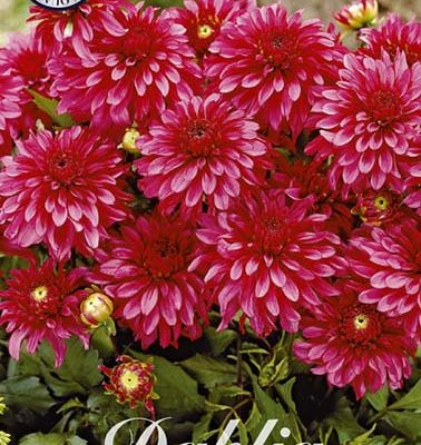 Dahlia - Gallery Art Nouveau