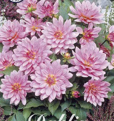 Dahlia - Gallery Renoir