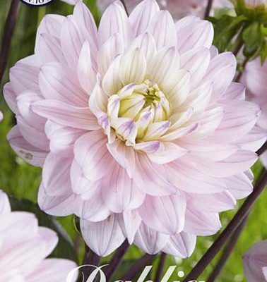 Dahlia - Lady Kate