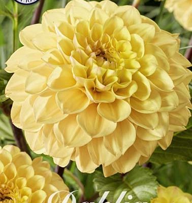 Dahlia - Yellow Don