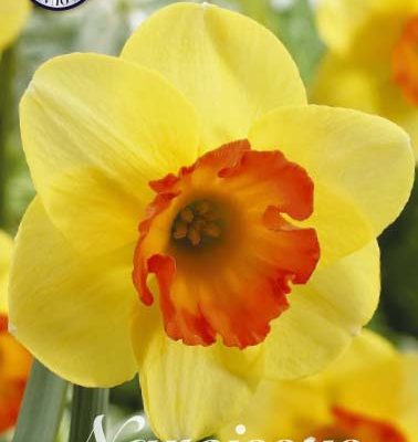 Narcissus - Bantum