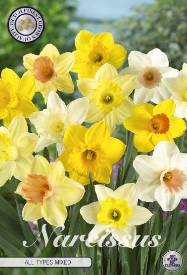 Narcissus - All Types Mixed
