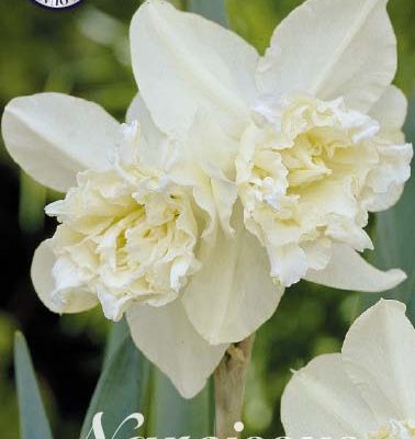 Narcissus - White Marvel
