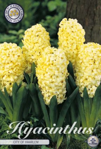 Hyacinth Bulbs - City Of Haarlem
