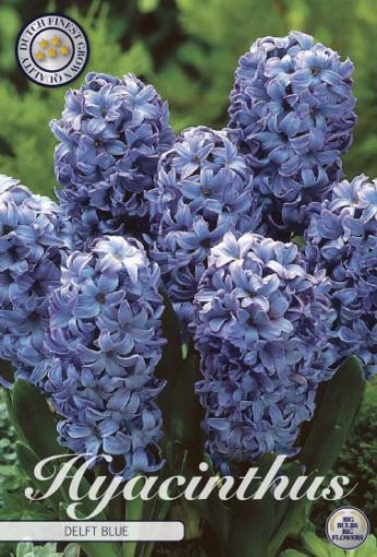 Hyacinth Bulbs - Delft Blue